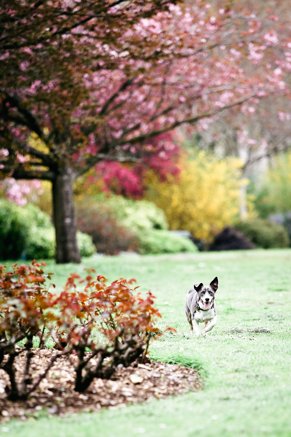 dog with cherry blossoms - hannah timm photography